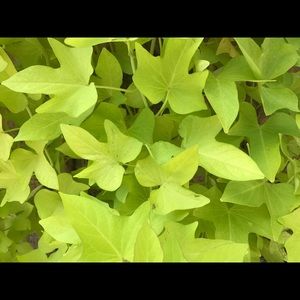 Meet your Posher, Bertha